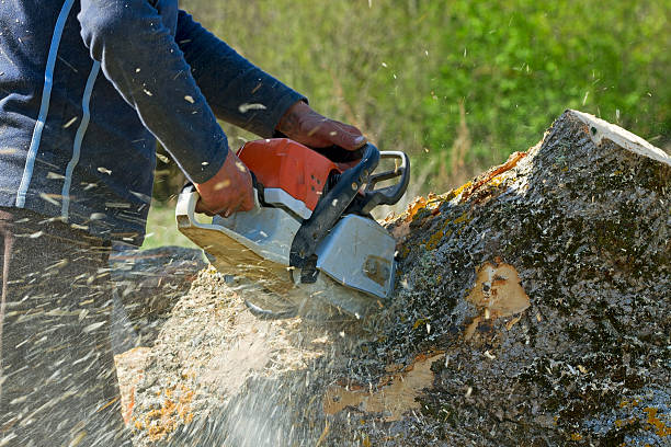 Best Local Tree Services  in Spanay, WA